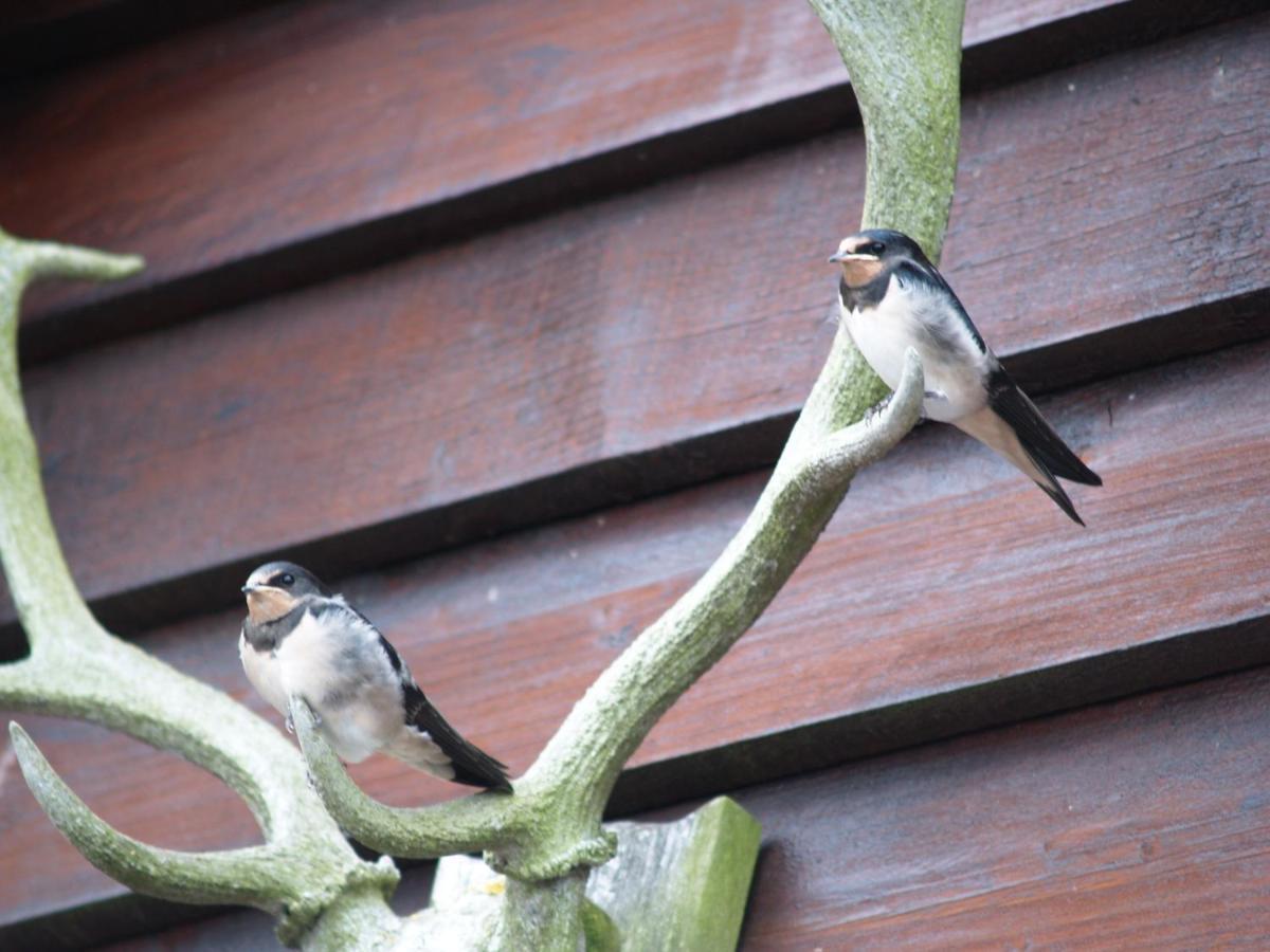 Sheep Dip Cottage - 5* Cyfie Farm, With Log Burner And Private Hot Tub Llanfyllin Exteriér fotografie